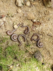Diplopoda