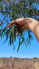 Sapium haematospermum