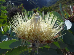 Protea nitida