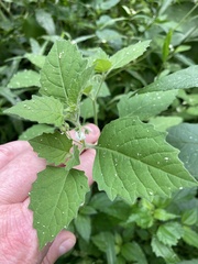 Solanum sarrachoides