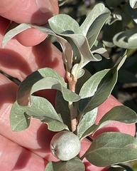 Elaeagnus commutata