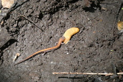 Plethodon cinereus