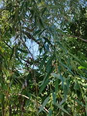 Salix babylonica