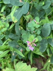 Lespedeza violacea