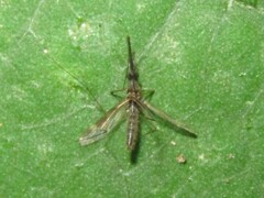 Anopheles punctipennis