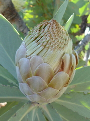 Protea nitida