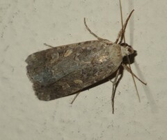 Spodoptera exigua