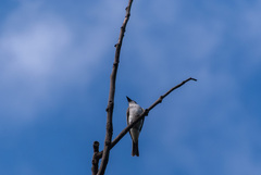 Tyrannus dominicensis