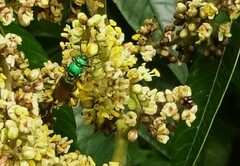 Augochloropsis metallica