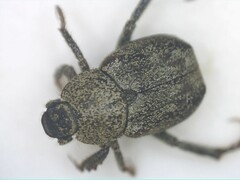 Hoplia