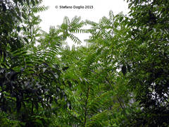 Ailanthus altissima