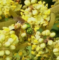 Augochloropsis metallica