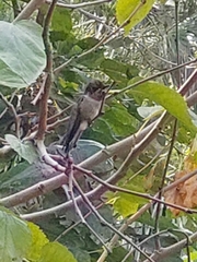 Calypte anna