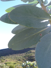 Protea nitida
