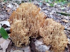Ramaria formosa