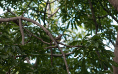 Myiodynastes luteiventris