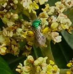 Augochloropsis metallica