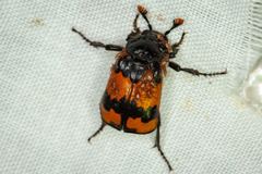 Nicrophorus investigator