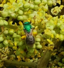 Augochloropsis metallica