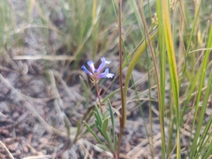 Penstemon heterodoxus