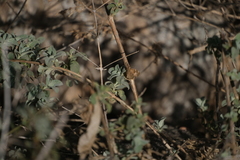 Barleria spinulosa
