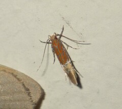 Labdia semicoccinea