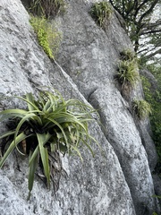 Tillandsia capitata