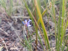 Penstemon heterodoxus