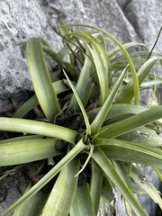 Tillandsia capitata