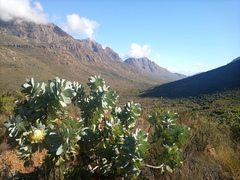 Protea nitida