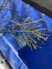 Dacrycarpus dacrydioides