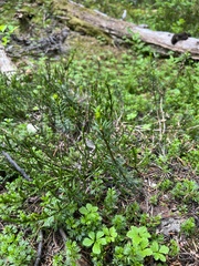 Phyllodoce empetriformis