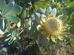 Protea nitida