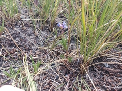 Penstemon heterodoxus