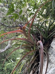 Tillandsia capitata