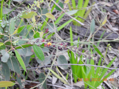 Daviesia leptophylla