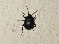 Accanthopus velikensis