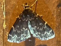 Idia lubricalis