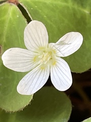 Oxalis oregana