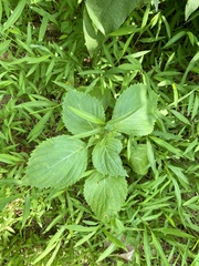 Perilla frutescens
