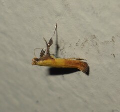 Caloptilia