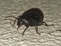 Accanthopus velikensis