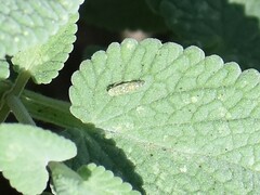 Eupteryx decemnotata