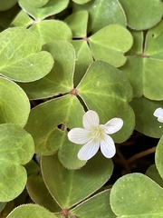 Oxalis oregana