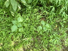 Perilla frutescens