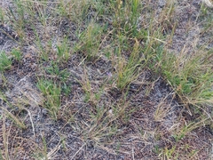 Penstemon heterodoxus