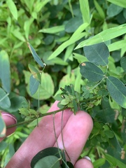 Lespedeza violacea