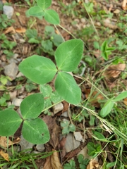 Trifolium pratense