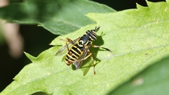 Spilomyia