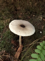 Lepiota atrodisca